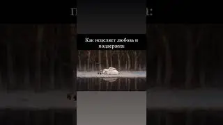 Как исцеляет любовь и поддержка