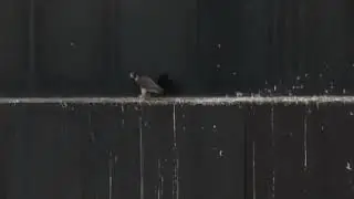 Halcón peregrino