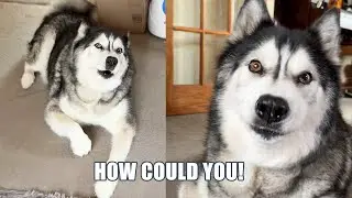 Grumpy Husky Tells Me Off For Doing This!