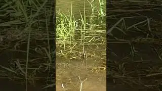 Нерест плотвы