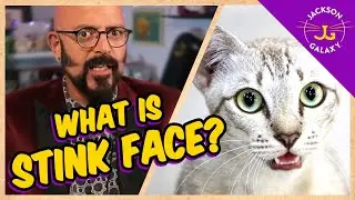 What is the Flehmen Response AKA Stinkface?