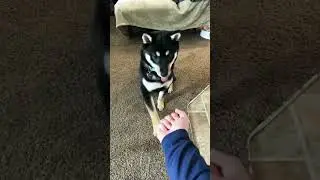 Teaching My Shiba Inu Tricks