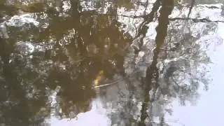 TROĆ CHORA Z RZEKI SŁUPI 2013 SŁUPIA TARŁO TROCI hd Pzw