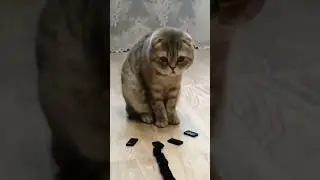 Funny cats 😂 episode 14 #shorts