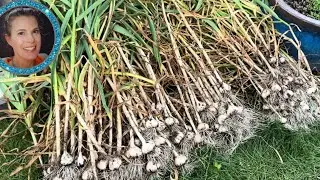 Harvesting A Year's Worth of Garlic + TOP 3 Garlic Varieties to Grow