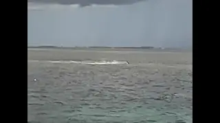 SHARK ATTACK Hammerhead gets Tarpon then we get in the water!