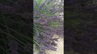 Шмель2, Лаванда, Тбилиси (Low Motion)