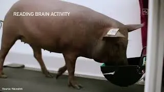 Neuralink Update 2020 HIGHLIGHTS 