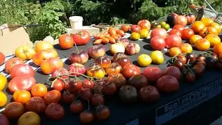 Презентация новых сортов томатов 2018 года (Часть I)
