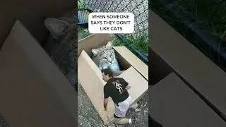 How could you not like cats?