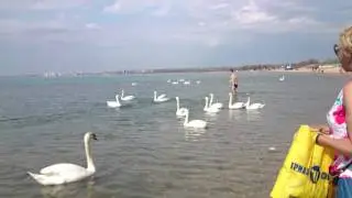 Анапа Лебеди