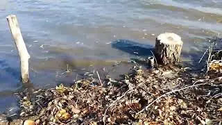 Река Ольшанка