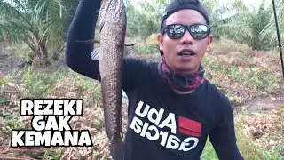 ADA GABUS BABON DI PARIT KECIL