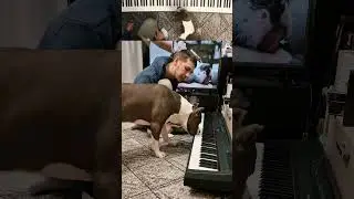 Амстафф Локи | Музыкалыч | Amstaff Loki | Стаффорд | 3 года