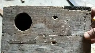 Repairing my budgie nestbox using scraps of wood