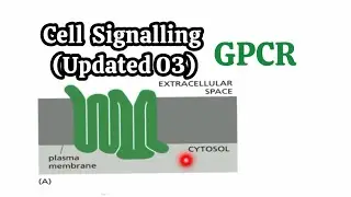 Cell Signalling Updated 03 || GPCR Line by Line🧬