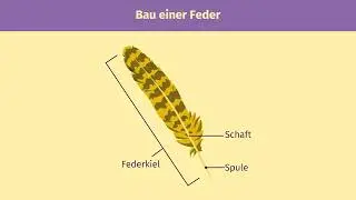 Feathers and bird flight explained simply | sofatutor