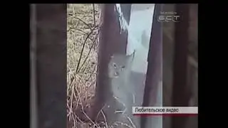 Перепуганный, но не агрессивный  На дачах поселка Зяба нашли детеныша рыси