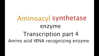 Aminoacyl Synthetase enzyme: Transcription P4 (#47)
