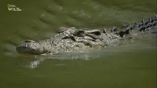 Крокодилий босс