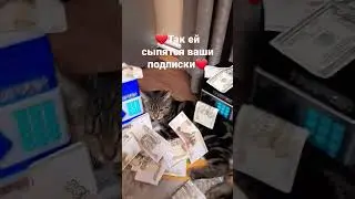 Спасибо!!! #cat #shorts