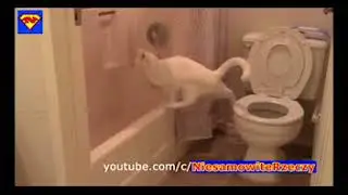 some Dank cats 30 seconds