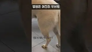 사시나무 떨듯이 떨리는 진돗개 뒷다리 / 진돗개 진주, 밀크 #백구 #강아지 #반려견 #강아지일상 #진돗개