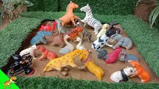 "Rescue and Clean Wild and Farm Animals from Mud | Fun Animal Facts for Kids!"