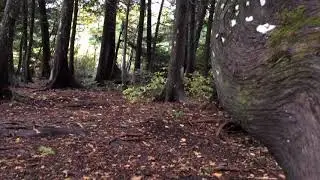 Flower Bay Free Campsite