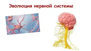 Эволюция нервной системы