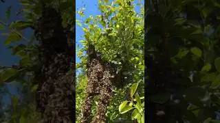 Huge Bee Swarm In Tree! 🐝 #shorts