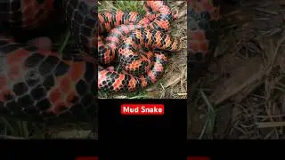 Mud Snake Creature  #wildlife