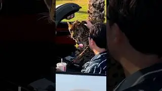 ⚜️🧠