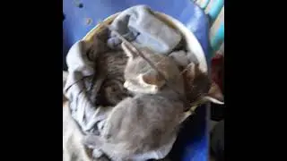 Моя трансляция в XRecorder