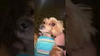 bhfv