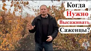 Когда НУЖНО ВЫСАЖИВАТЬ САЖЕНЦЫ Винограда / ВЕСНОЙ или ОСЕНЬЮ?