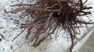 Корень винограда из теплицы