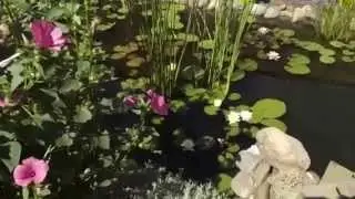 Домашний водоём.