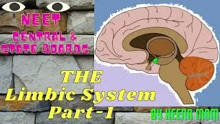 Limbic system | Part-1 | Neural control and coordination | By Heena Mam