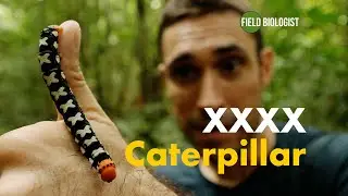 A very cross caterpillar...