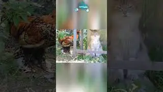 1 апреля Метель, Солнышко и Ко 