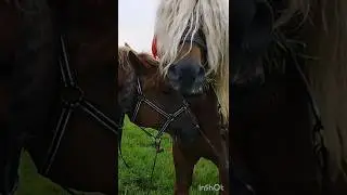 можно вас поцеловать?