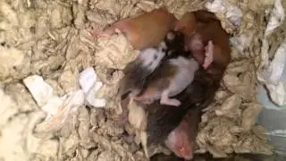 Baby hams day 13: a quiet day.