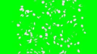 Cherry Blossom Petals Spiral No.8 HD Animation - green screen effect & overlay