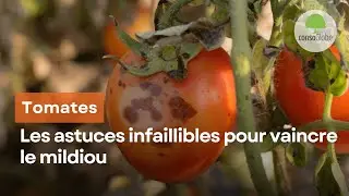 Tomates : les astuces infaillibles pour vaincre le mildiou