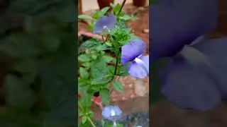 Beautiful flowers in the world 