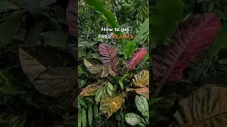 His trash, my treasure! #plants #garden #landscaping