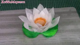 Lotus floating in a pond