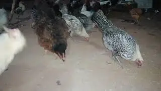 يوميات مع الدجاج الفيومي #تربية_الدجاج_البلدي#تربية_الدجاج