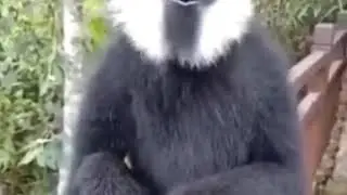 Monkey saying Oooh